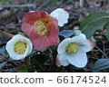 Christmas rose 66174524