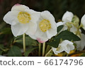 Christmas rose 66174796