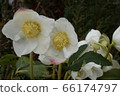 Christmas rose 66174797
