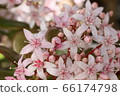 Clasla 66174798