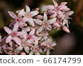 Clasla 66174799