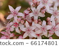Clasla 66174801