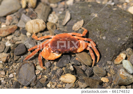 河裡的河蟹 66174832