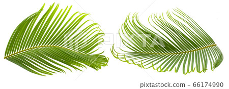 Tropical palm leaf isolated on white background 66174990
