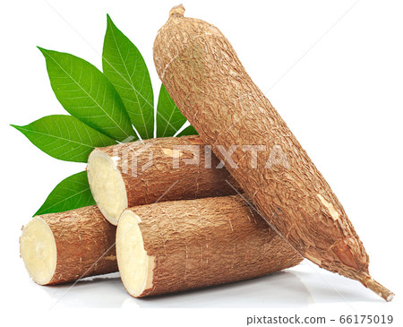 Cassava root isolated on white background 66175019