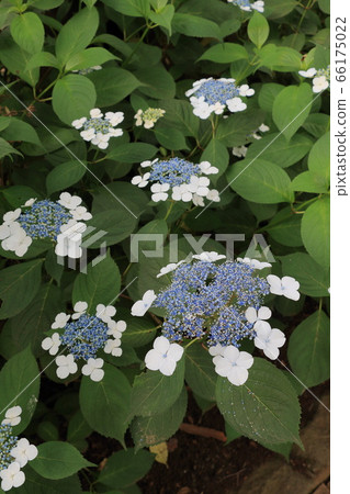 Hydrangea which began to bloom Hydrangea which began to bloom 66175022