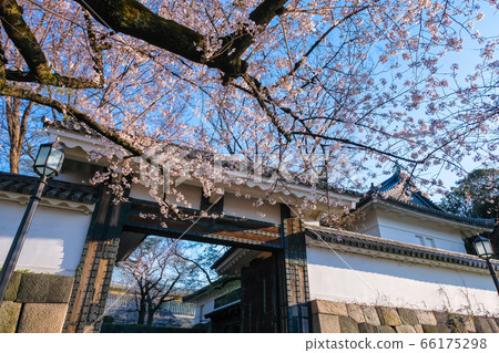 東京櫻花和舊的江戶城玉門 東京櫻花和舊的江戶城玉門 66175298