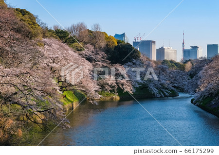 東京春天晚上的千鳥淵 66175299