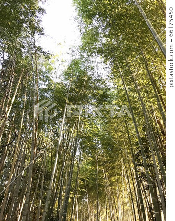 Bamboo grove 66175450
