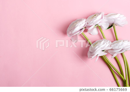 Festive invitation card with white fresh ranunculus flowers on a pastel pink background. Festive invitation card with white fresh ranunculus flowers on a pastel pink background. 66175669