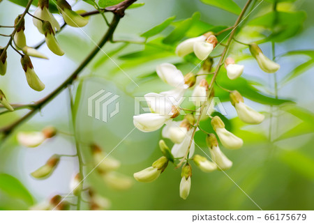 Natural unfocused background with fresh white acacia blooming branches growing in a garden or park. 66175679
