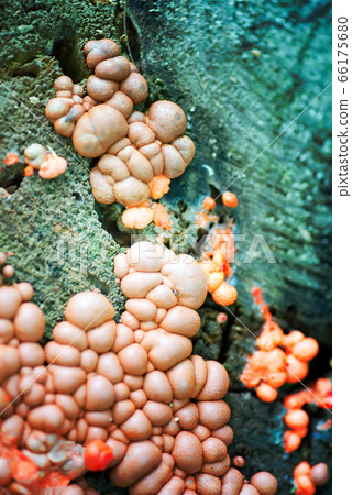 Natural backdrop from growing ligneouse mushroom on a tree bark background. 66175680