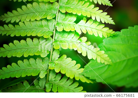 Green natural backdrop from green fresh leaves of fern plant growing in a park or garden. 66175681