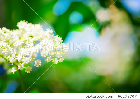 Close up view of fresh natural twig of elderflower in blossom on a blurred background of green blue colors. Close up view of fresh natural twig of elderflower in blossom on a blurred background of green blue colors. 66175707