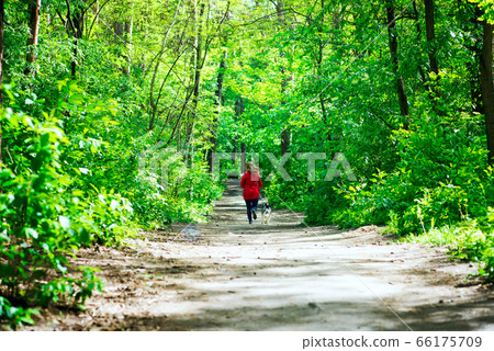 Forest road with walking woman and running dog among fresh green trees and bushes in a sunny summer day. Forest road with walking woman and running dog among fresh green trees and bushes in a sunny summer day. 66175709