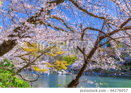 Cherry blossom blooming Inokashira Park Tokyo 66176057