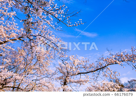 櫻花井之頭公園 66176079