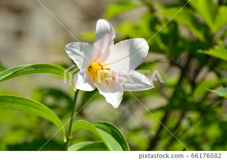 Lily Fish 66176082