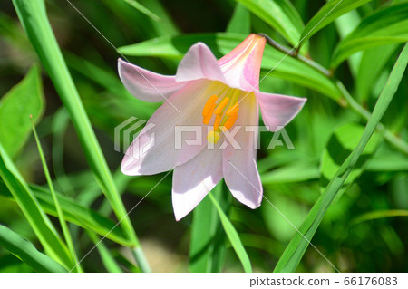 Lily Fish 66176083