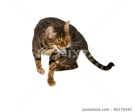 Aggression cat breed Toyger hisses. Aggression cat breed Toyger hisses. 66176485