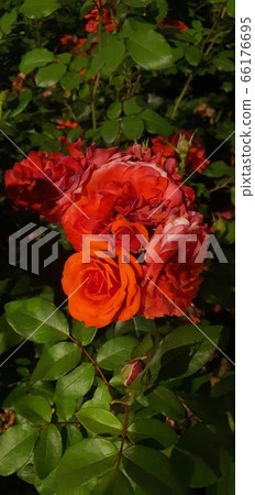 脆和紅色的花朵 66176695