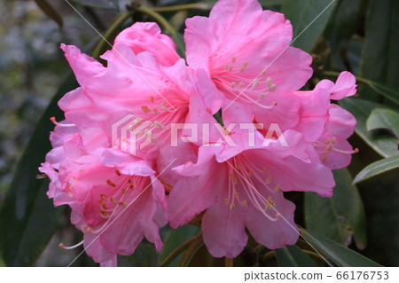 Ishikusu and Okadera [Asuka Village, Nara Prefecture] 66176753