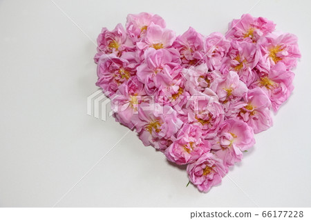 Damask rose 66177228