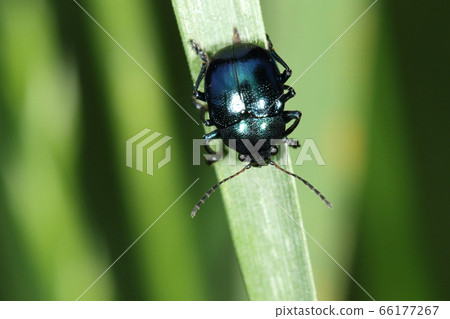 Creature insect Insect leaf beetle, Salmon beetle with dazzling metallic luster that has been noticeable since early summer Creature insect Insect leaf beetle, Salmon beetle with dazzling metallic luster that has been noticeable since early summer 66177267