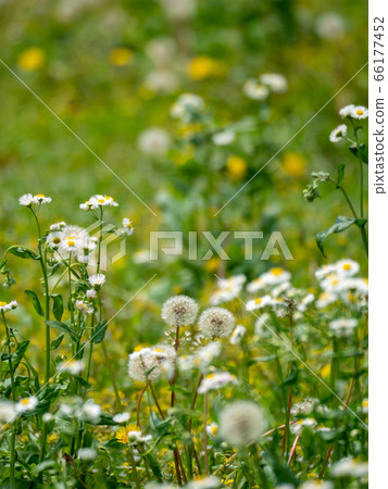 初夏時蓬鬆的蒲公英和halzion開花 66177452