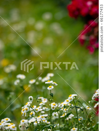 初夏時蓬鬆的蒲公英和halzion開花 66177453