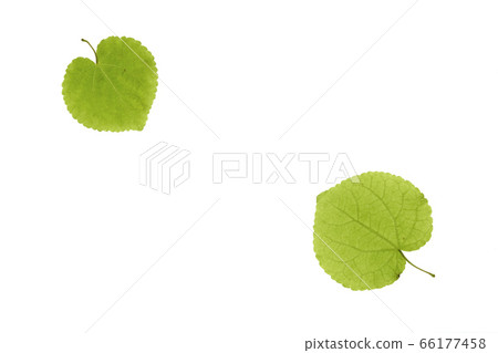 Heart leaf (postcard size) Heart leaf (postcard size) 66177458