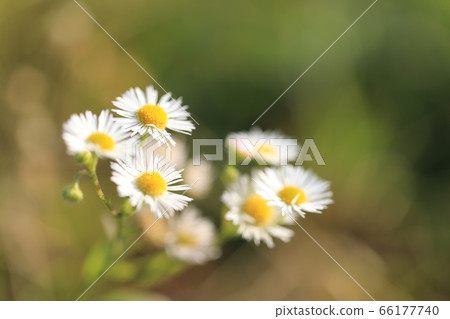 哈利恩花 66177740