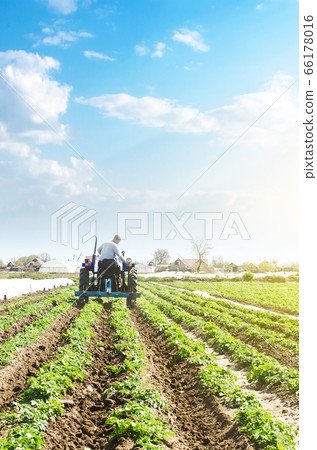 A farmer drives a tractor across potato plantation field. Processing and cultivation of soil. Improving quality of ground to allow water and air to pass through to roots. Farming agricultural industry 66178016