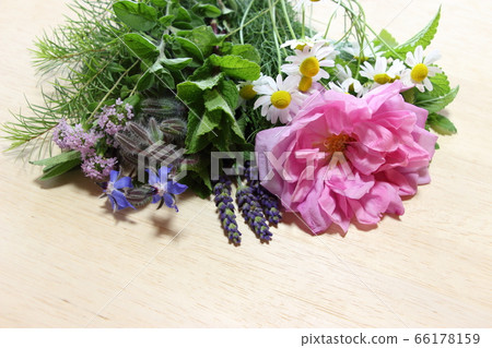 Herb flowers 66178159