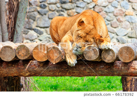 A lioness sleeps peacefully on a platform 66178392