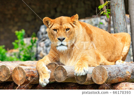 Portrait of a lioness lying on a platform 66178393