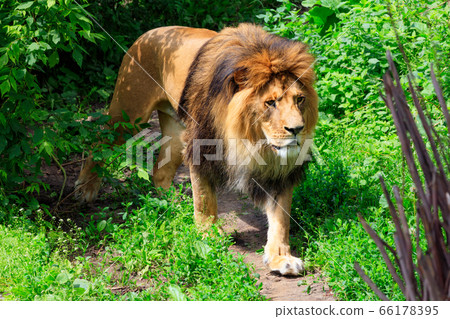 A wild lion walks along a forest path. 66178395