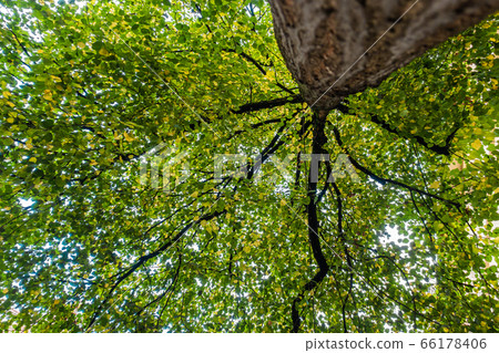 Bottom view under the tree branch with green leaves for abstract concept 66178406