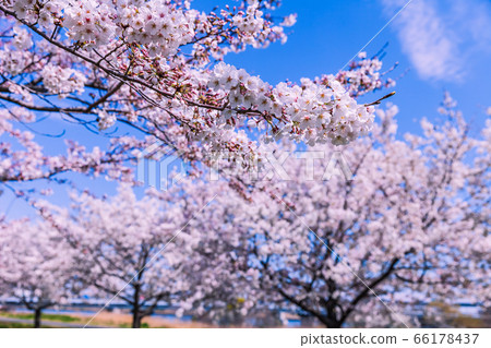 Komatsugawa Senbonzakura Tokyo Komatsugawa Senbonzakura Tokyo 66178437