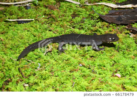 埃佐sal男性在青苔 埃佐sal男性在青苔 66178479