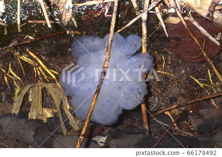 Elephant salamander egg sac found in the gutter 66178492