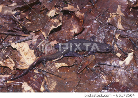 Male Ezo salamander walking on fallen leaves 66178504