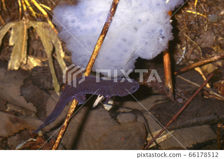 Ezo salamander and egg sac 66178512