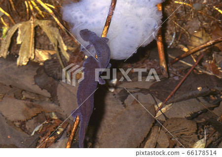 Male Ezo salamander waiting for a female to lay eggs 66178514