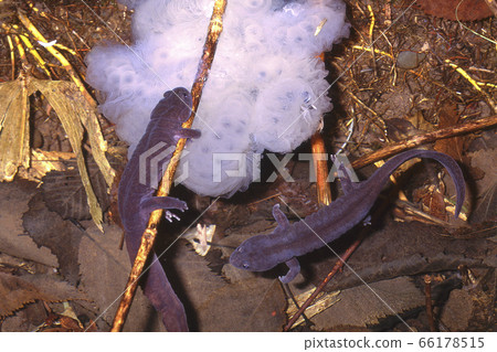 Male Ezo salamander waiting for a female to lay eggs 66178515
