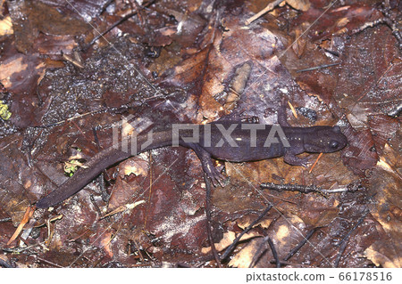 Female salamander female heading to spawning pond 66178516