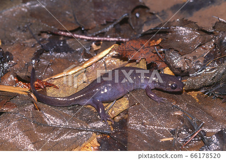 Ezo salamander female holding an egg in her stomach 66178520