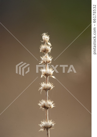 Kisewata withered in winter and shows a beautiful contour 66178532