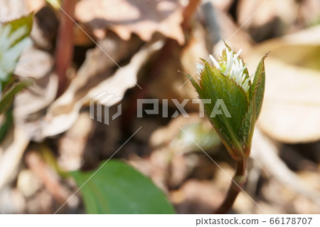 Kinausunai Urausu, Hokkaido Hitori Shizuka 66178707