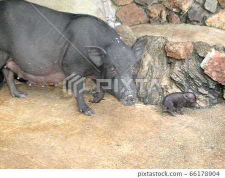 wild boar 66178904